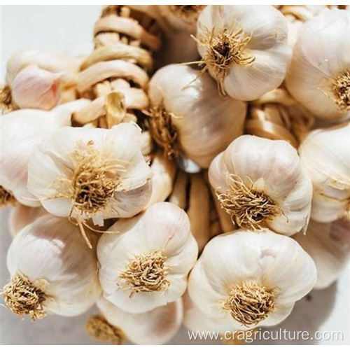 Supply Chinese White Fresh Garlic Price